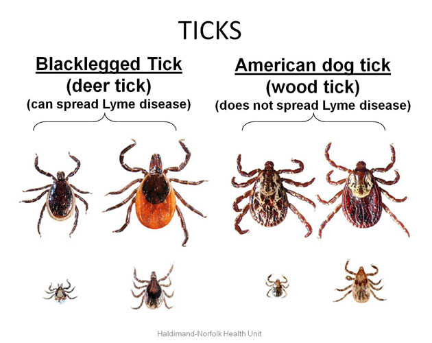 tick bite symptoms in adults