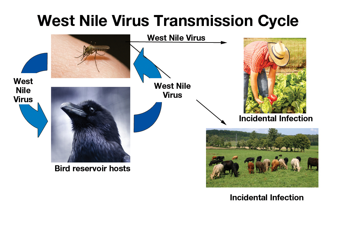 west_nile_transmission