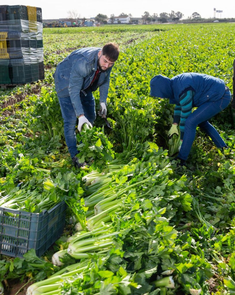 Farm workers harvesting celery 