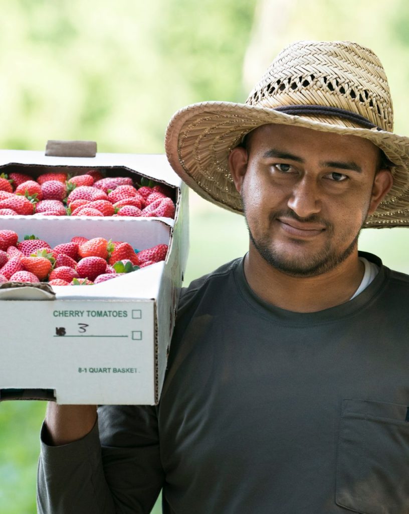 Farm worker holding harvested strawberries