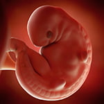 medical accurate 3d illustration of a fetus week 6