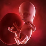 medical accurate 3d illustration of a fetus week 15