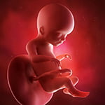 medical accurate 3d illustration of a fetus week 20