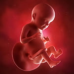 medical accurate 3d illustration of a fetus week 28