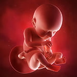 medical accurate 3d illustration of a fetus week 37