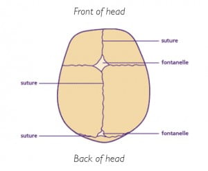 Diagram of baby skull