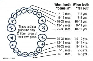 Teeth Growth Chart