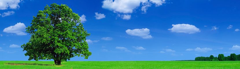 green field with a big tree and a blue sky