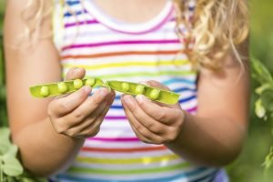 Young Girl Holding Freshly Picked Organic Green Peas